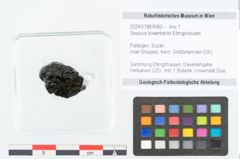 Foto (Objekt + Etikett) von Sequoia bowerbankii Ettingshausen (NHMW-GEO-2024-0188-8960)